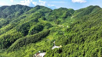 药材飘香富山乡——通城中药材产业让金山变“金山”