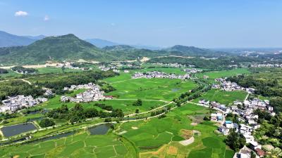 通城塘湖：夏日田园美