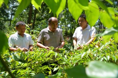通城药姑林场：林下种药材拓宽增收路