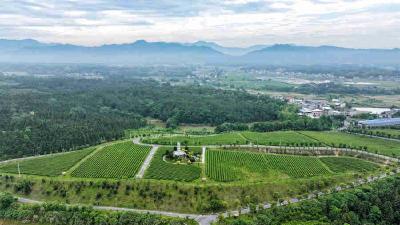 通城：茶产业抱团发展助振兴