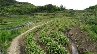 通城：“江南天然药库”医药发展势头强劲