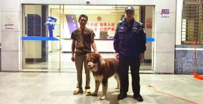 暖心！通城民警助力走失阿拉斯加犬与主人“团聚”