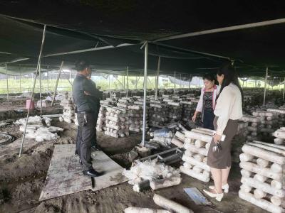 通城县石南镇石马村：调研香菇基地 共话产业振兴