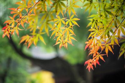局地降温超10℃ 白露时节如何适当“秋冻”？一文读懂 