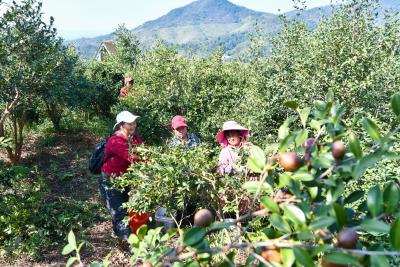 咸宁通城：32万亩油茶喜迎丰收  