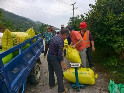 通城县大坪乡：油茶满枝庆丰收