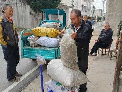 通城县沙堆镇罗塘村：油茶基地采摘忙 集体经济增收旺