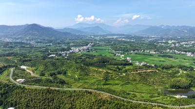 种活油茶林 喜摘致富果——通城油茶产业振兴记