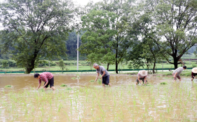 王正义：以坚守与智慧 铺就寺背村乡村振兴路