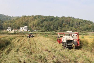 通城县塘湖镇：秋收秋播正当时 “冬闲田”变“增收田”