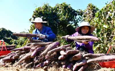 【隽商回归 创业兴业】通城县关刀镇：紫山药“横”着长 “竖”起富民大产业  