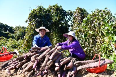 通城紫山药丰收“掘金”记：一条横向种植的乡村振兴路