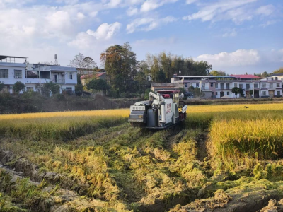 通城县北港镇沉山村：多措并举，护航秋粮丰收