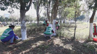 护航绿植越冬！通城全面启动冬季护绿行动  