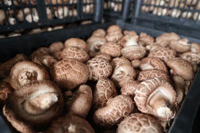 【看通城·产业发展】通城县石南镇石马村：“地栽香菇”喜丰收 特色产业促振兴  