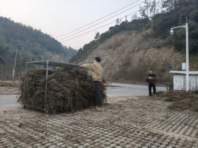 通城县四庄乡大溪村：党建引领中药材产业 多元种植铺就富民路