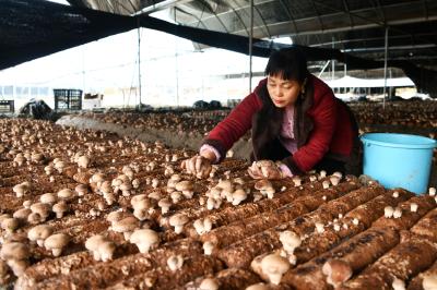通城郑金珠：冬闲田里种香菇 合作地里长“金银”