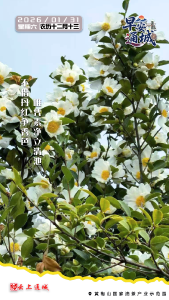 【海报】早安·隽秀通城