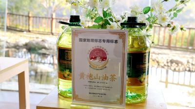 【通城百科词条】黄袍山油茶
