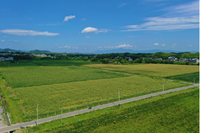 【回望“十四五” 奋进新征程】通城：夯实“隽乡粮仓”  做优“特色名片”  绘就乡村振兴新画卷