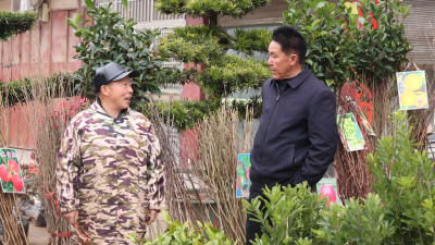 【新春走基层】通城：苗木市场人气旺 花卉果木购销忙