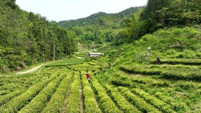 通城“水公主·卧龙玉芽”入选“楚天好”茶品牌商标授权名单