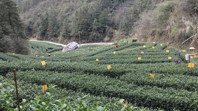 通城县卧龙沟生态有机茶业专业合作社：春染茶山千行翠 一片绿叶富乡邻