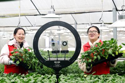 通城北港镇：党员志愿者田间地头助春耕