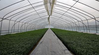 湖北省绿康种植生态农业发展有限公司：科技育苗产业旺 多元拓展销路畅