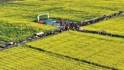 金色花海迎客来 藏蓝守护助振兴