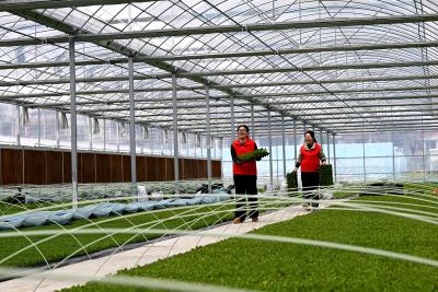 通城北港镇：枫树育秧育苗基地春耕忙