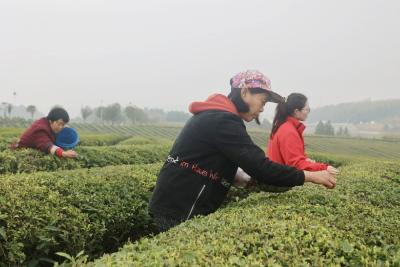 湖北福人九井峰：春茶飘香采摘忙 产销两旺助增收