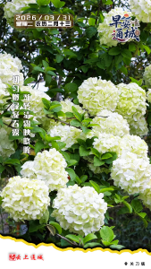 【海报】早安·隽秀通城