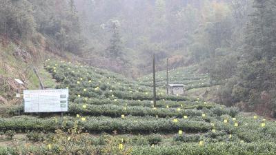 通城县卧龙沟生态有机茶业专业合作社：春寒料峭茶香暖 雨润青山生产忙