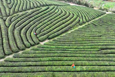 通城锦山基地茶场：科技种茶助力茶农增收