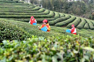 通城油坊村：党员志愿者助农采茶