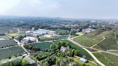 通城霞光茶业：明前春茶采制忙 一叶飘香富农家