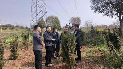 深化合作模式 共谋产业新篇｜通城县经开投集团赴祥瑞丰红豆杉苗木基地考察 助推百亿级生物医药产业集群建设