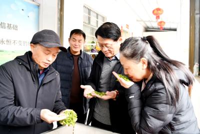 好山好水种出好茶——吴海和卧龙沟“水公主”传奇