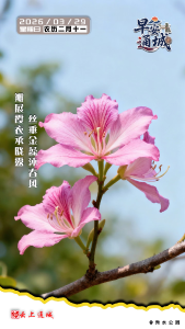 【海报】早安·隽秀通城