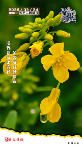 【海报】早安·隽秀通城