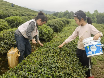 通城县关刀镇向阳茶场绘就产业振兴民生画卷