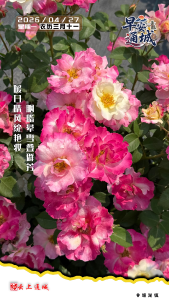 【海报】早安·隽秀通城