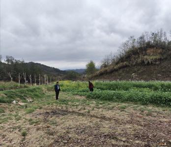 通城县马港镇松港村：严守禁种禁制红线 筑牢无毒安全屏障