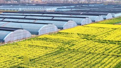 棚内“智”热  春潮带“电” | 通城关刀镇：智慧农业跑出振兴加速度