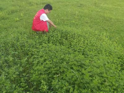 通城县北港镇：禁种禁制不松懈 守护净土保平安