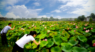 崇阳赏花时间表——相约崇阳  醉漫花海