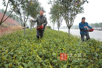 咸宁日报：苗木管护忙