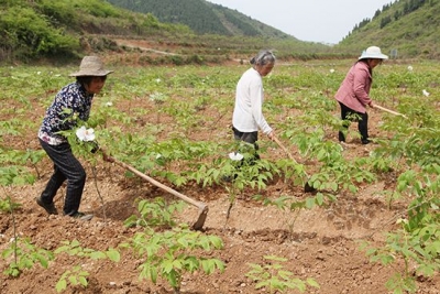路口镇：发展油牡丹种植  引领群众奔富路