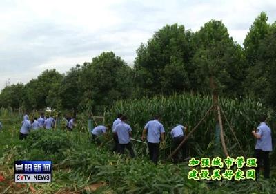 县城市管理执法局开展清理绿化带专项行动